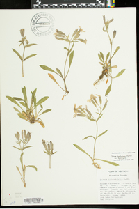 Silene caroliniana image