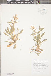 Silene caroliniana image