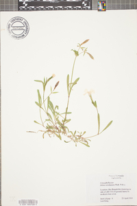 Silene caroliniana image