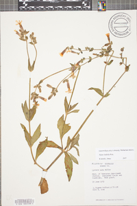 Silene latifolia image