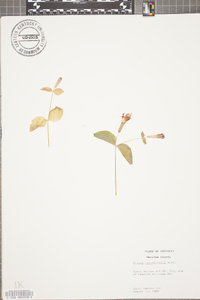 Silene rotundifolia image