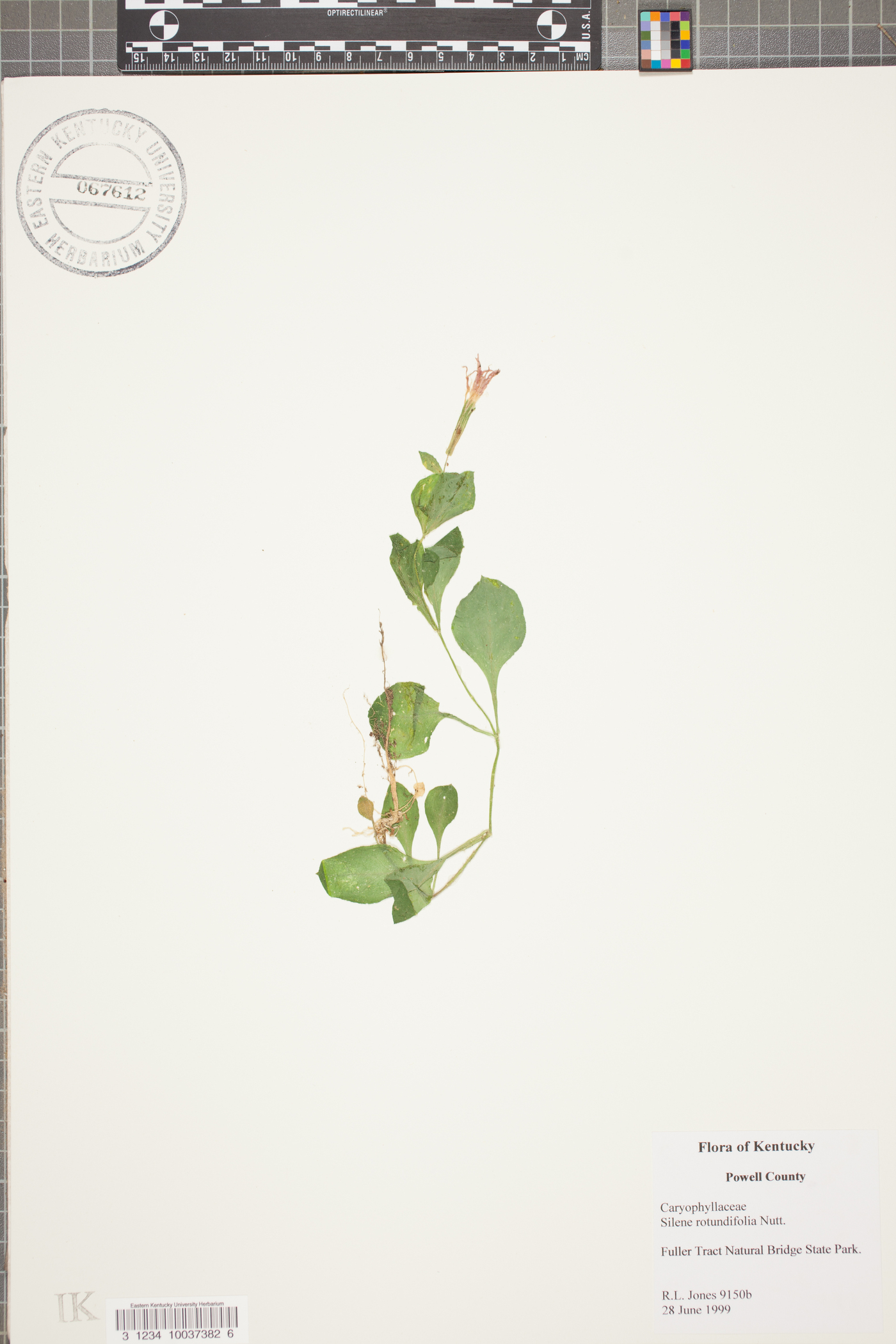 Silene rotundifolia image