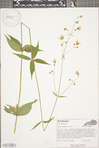 Silene stellata image