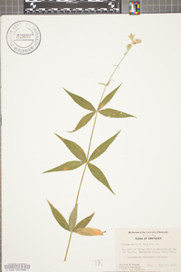 Silene stellata image