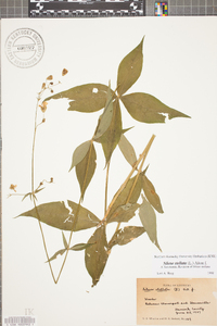 Silene stellata image