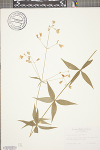 Silene stellata image