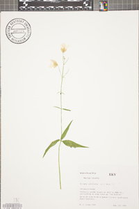 Silene stellata image