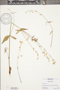 Silene stellata image