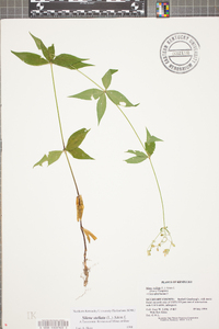 Silene stellata image