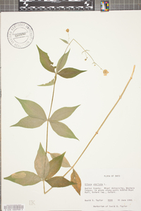 Silene stellata image