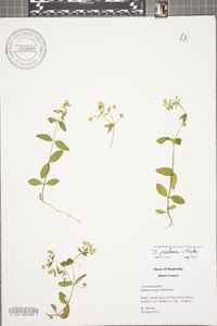 Stellaria pubera image