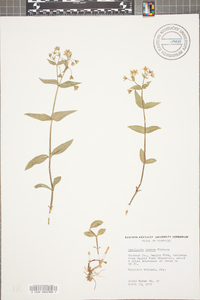 Stellaria pubera image