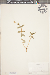 Stellaria pubera image