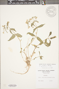 Stellaria pubera image