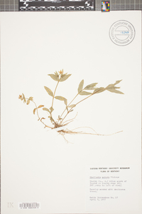 Stellaria pubera image