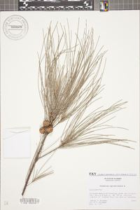 Casuarina equisetifolia image