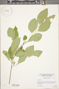 Celastrus scandens image