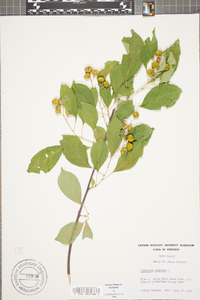 Celastrus scandens image