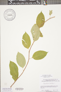 Celastrus scandens image