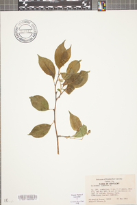 Celastrus scandens image