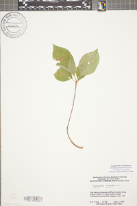 Celastrus scandens image