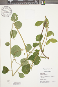 Celastrus scandens image