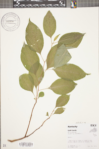 Celastrus scandens image