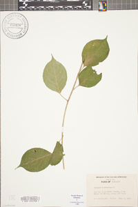 Celastrus scandens image