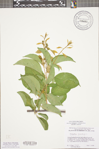 Celastrus scandens image