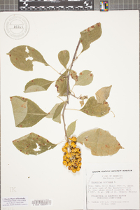 Celastrus scandens image