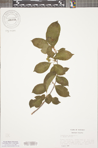 Celastrus scandens image