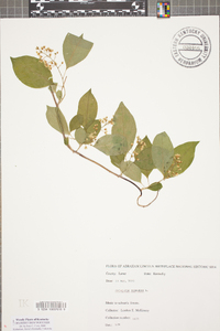 Celastrus scandens image