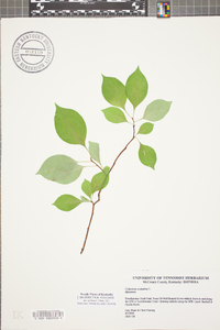 Celastrus scandens image