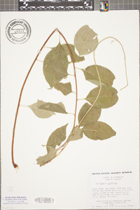 Celastrus scandens image