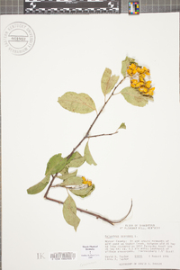 Celastrus scandens image