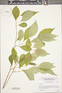 Celastrus scandens image