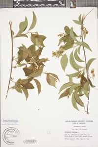 Celastrus scandens image