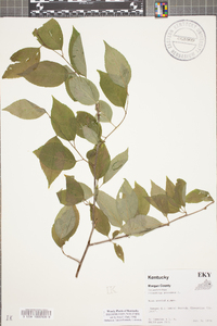 Celastrus scandens image