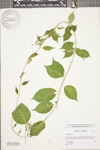 Celastrus scandens image