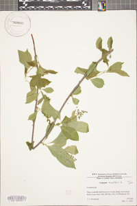 Celastrus scandens image