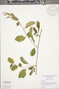 Celastrus scandens image