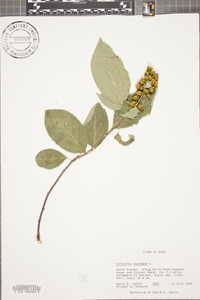 Celastrus scandens image