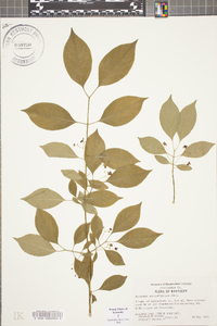 Euonymus atropurpureus image