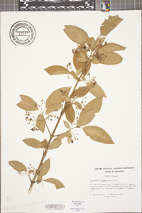 Euonymus atropurpureus image