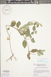 Euonymus fortunei image