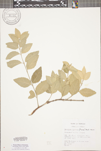 Euonymus fortunei image