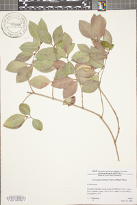 Euonymus fortunei image