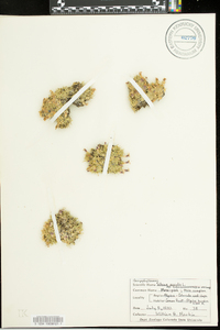 Silene acaulis image