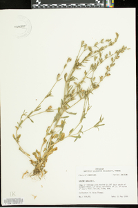 Silene vulgaris image