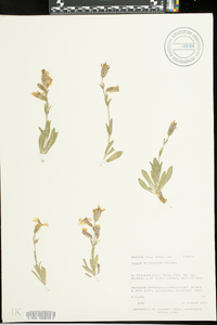 Silene petersonii image